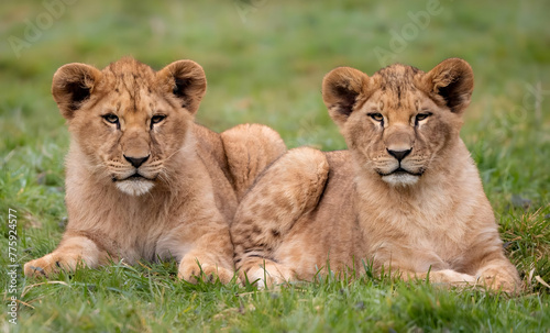 two lions in the grass