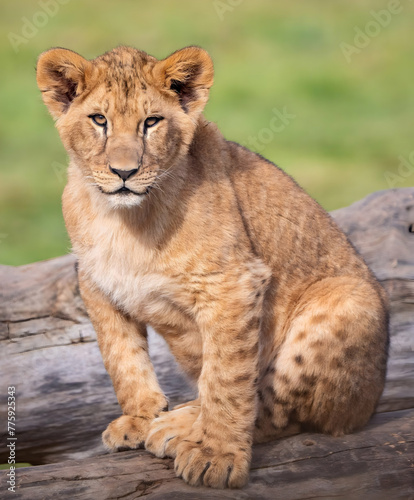 lion cub panthera leo