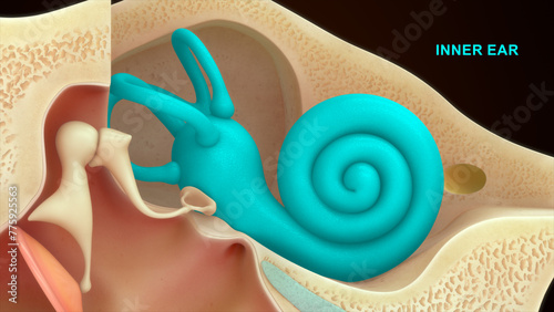 Anatomy of Human inner ear cochlea 3d illustration