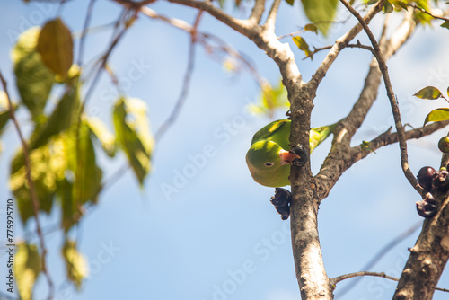 Um Periquito-comum (Brotogeris tirica), empoleirado em um galho, comendo frutas na jabuticabeira (Plinia cauliflora). photo