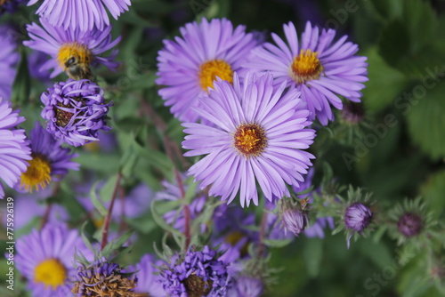 violet aster flowers in a garden