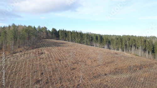 Aerial natural landscape woodland marked with pits dug for tree plantation for restoring damaged forests. Compensatory deforestation photo