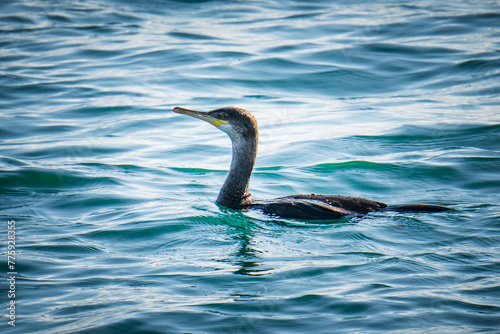 Shag Cormorant swimming in the sea