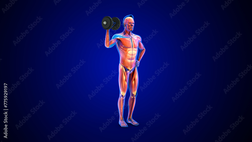 Deltoid muscle workout 3d illustration