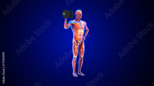 Deltoid muscle workout 3d illustration © 7activestudio