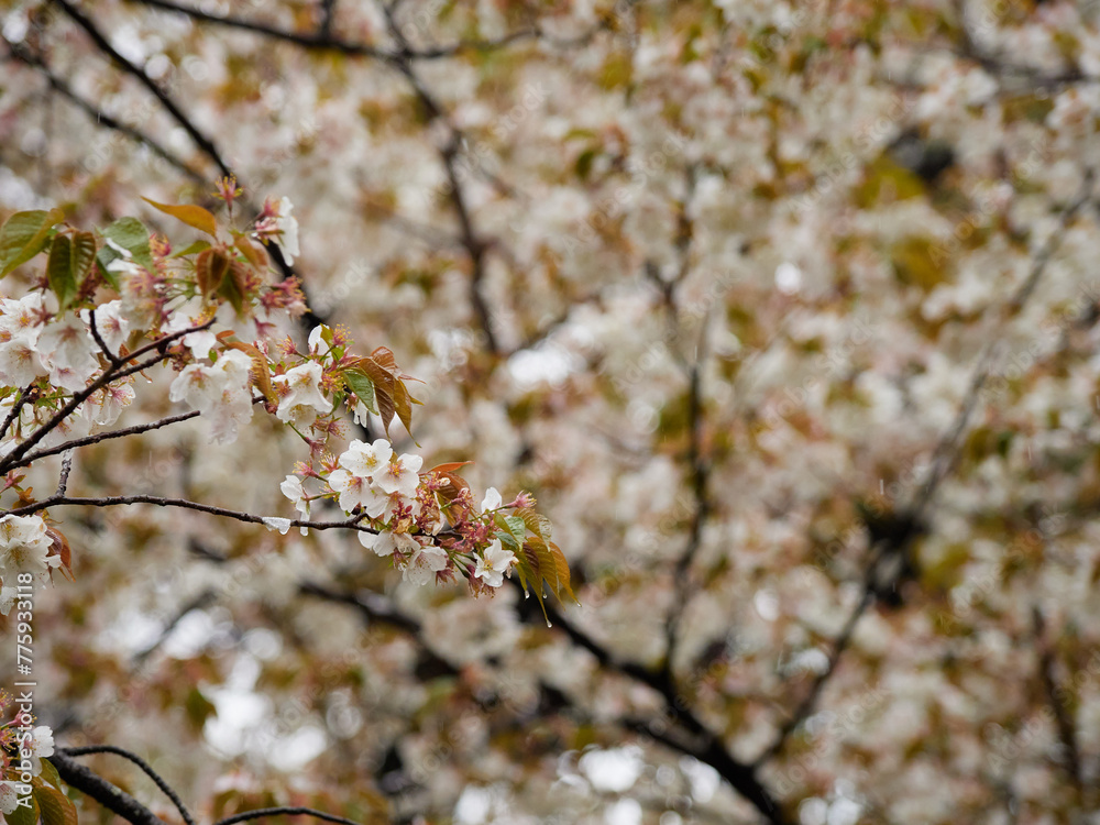 Fototapeta premium 雨の日の公園の満開の桜の風景