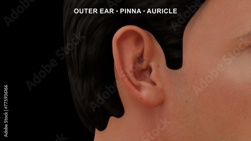 Human Outer Ear 3d illustrator photo