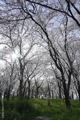 横井山緑地 桜 名古屋