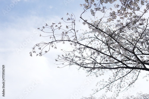 横井山緑地 桜 名古屋