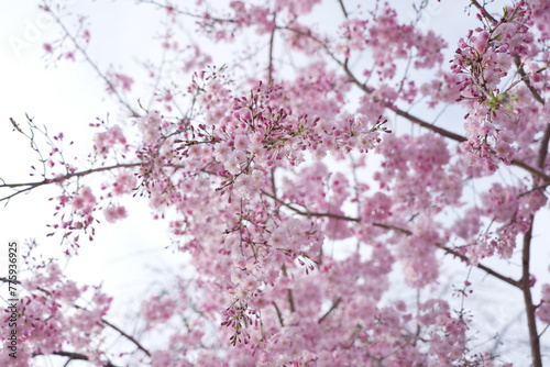 横井山緑地 桜 名古屋