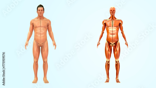 Human Organ muscular system 3d illustration