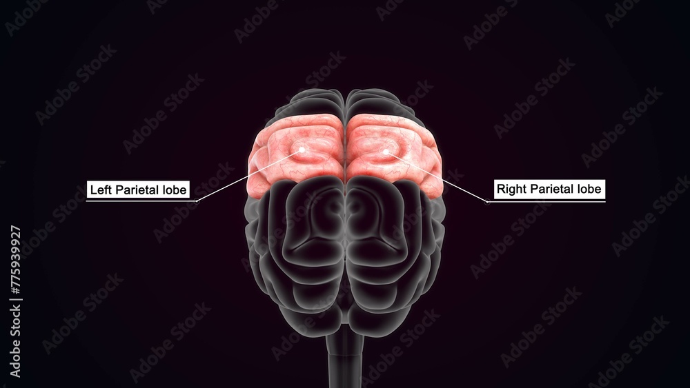 Human Organ Brain Parietal lobe 3d illustration - obrazy, fototapety, plakaty 