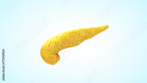 Human Organ pancreas 3d illustration