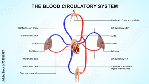 Double circulatory system 3d illustration photo