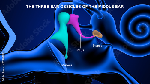 Anatomy of human Ear Ossicles, malleus and incus 3d illustration