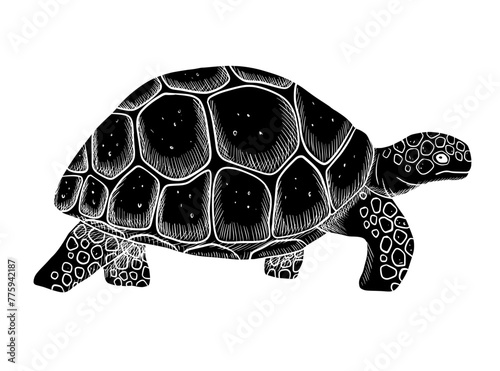 Vector going glyph silhouette turtle isolated on white background. Hand drawn illustration ocean or underwater animal © Elena