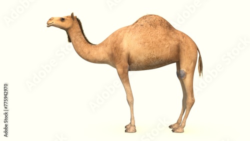 wild camel isolated in white background 3d illustration