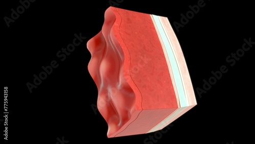 Heart wall layers (Epicardium, Myocardium, and Endocardium) 3d illustrator photo