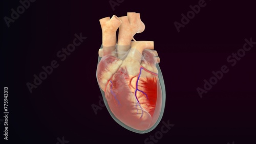 Φωτογραφία Human heart Pericardium layer 3d illustration