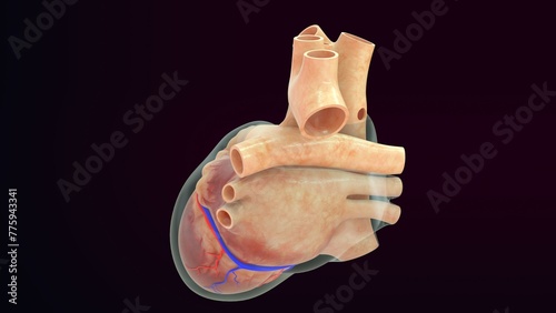 Photos Human heart Pericardium layer 3d illustration