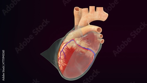 Quadro su tela Human heart Pericardium layer 3d illustration