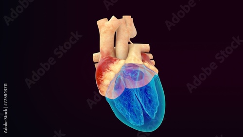 Human heart Right and left ventricles 3d illustration photo