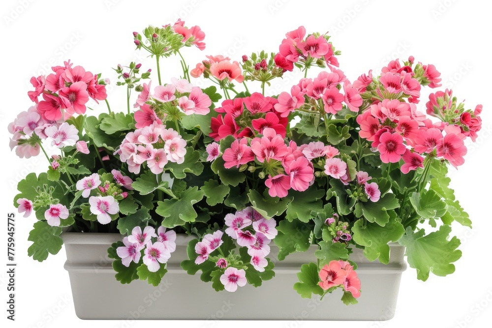 A potted plant with pink and white flowers, suitable for home decor