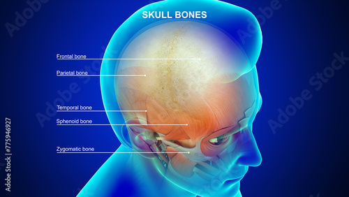 Human Skull bones 3d illustration photo
