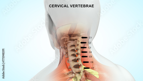 Photos Human Cervical vertebrae 3d illustration