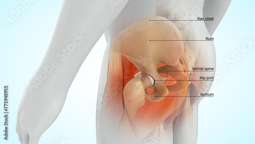 Slika na platnu Human Pelvic girdle lateral view 3d illustration