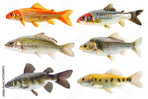 Group of different types of fish on a plain white background. Perfect for educational materials or seafood industry promotions