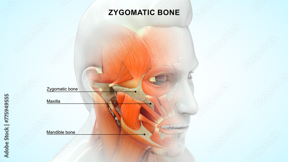 Human zygomatic bone 3d illustration - obrazy, fototapety, plakaty 