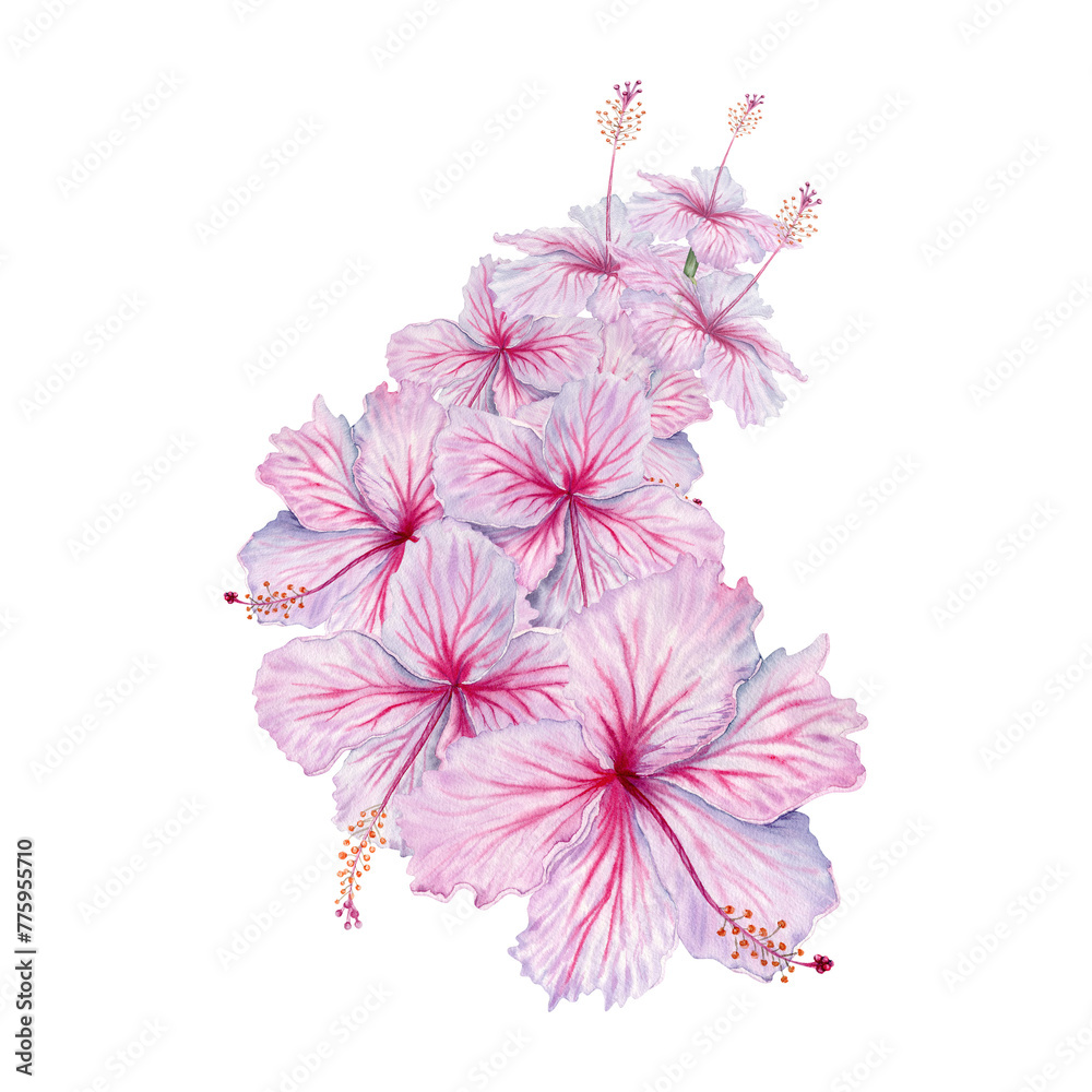 Watercolor pink hibiscus flowers bouquet. Hand painted blossom illustration. Realistic elegant floral composition. For hibiscus tea, syrup, florist, cosmetics, beauty, fashion prints and designs