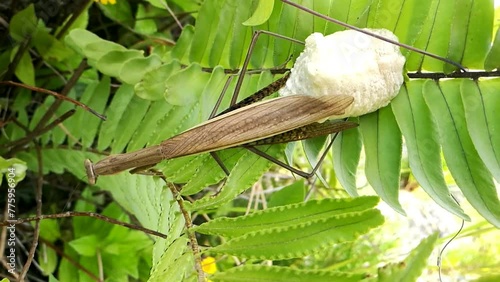 Closeup view of a female Statilia maculata, also known as Asian jumping mantis. A mantis was laying eggs on the fern leaves. photo