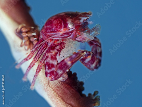 Four-Lobed Porcelain Crab with Eggs (Lissoprcellana quadrilobata)