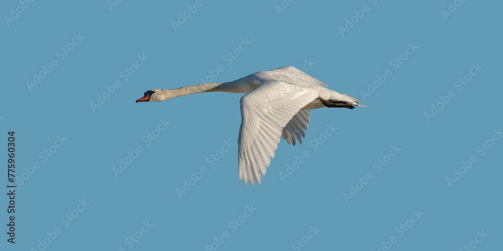Obraz premium Cygne en vol