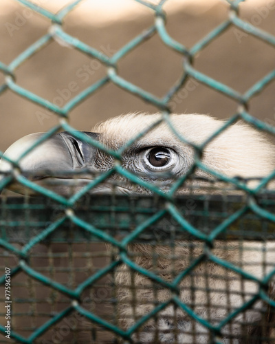 close up of an eye of a bird