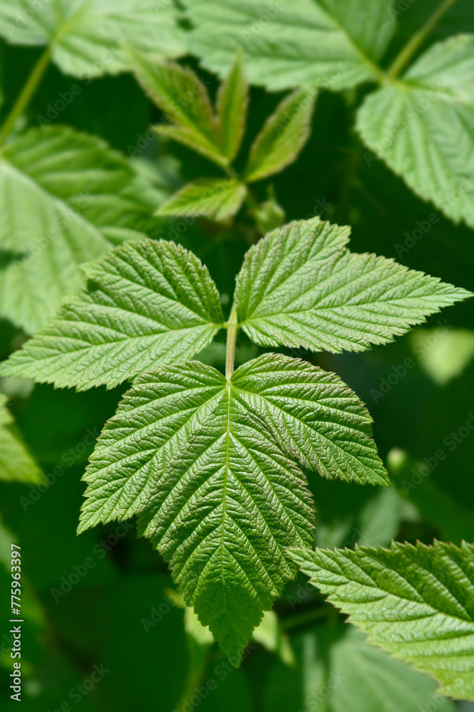 European red Raspberry leaves European red Raspberry leaves
