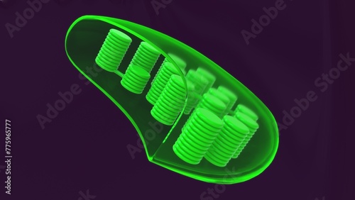 Structure of Chloroplast 3d illustration photo