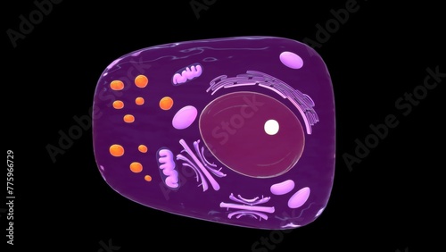 Chief cell (zymogenic cell or peptic cell) 3d illustration photo