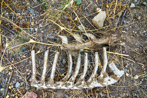 Distemper. Spine and ribs of cattle, cadaveric remains, calcius photo