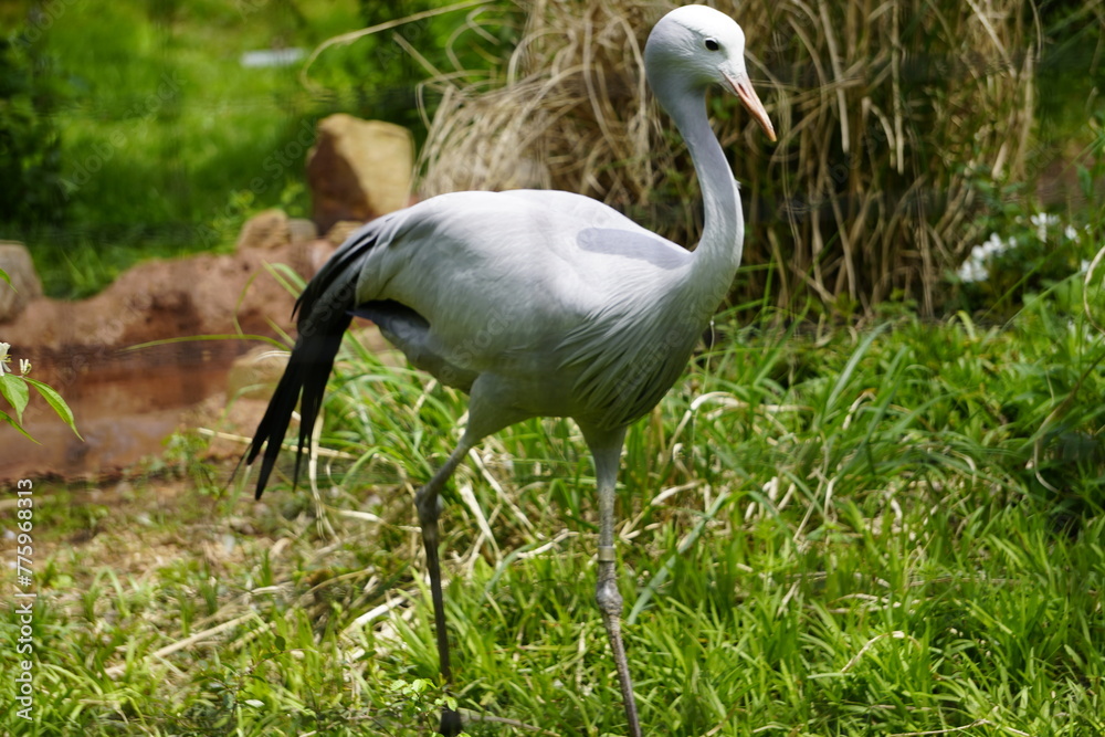 Obraz premium Zoo Animals