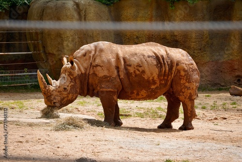Photography Zoo Animals