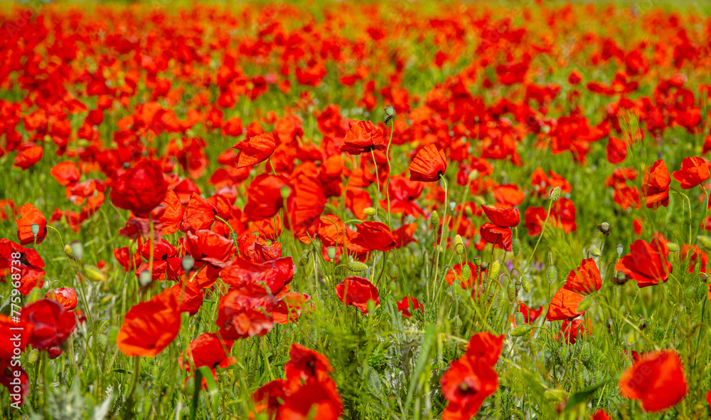 Red field of blooming poppies