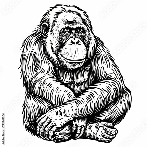 A detailed black and white illustration of a seated orangutan with a contemplative expression. photo