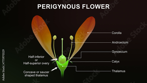 Perigynous flower with labels 3d illustration photo