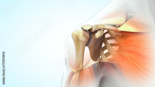 Human Right shoulder bones 3d illustration