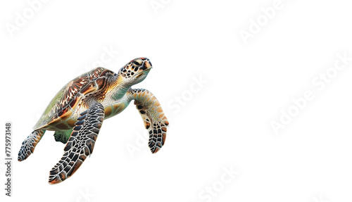 sea turtle swimming isolated on a transparent background,