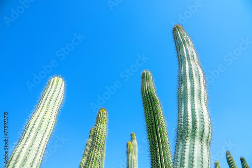 Pachycereus pringlei (also known as Mexican giant cardon or elephant cactus. Abu Dhabi desert park. United Arab Emirates