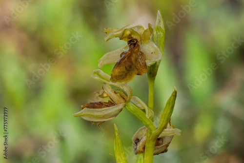 close-up of spider ophrys flower (ophrys aranifera) photo